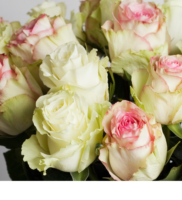 Букет Esperance из белых роз, 50 см 11/15/21 роз FR4 ST- – фото № 2