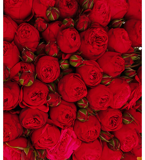Букет-соло роз Red Piano Все для тебя! (75,101,151 или 201) – фото № 3