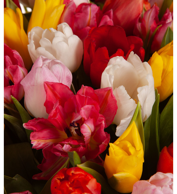 Composition of 201 tulips Spring flowers – photo #2