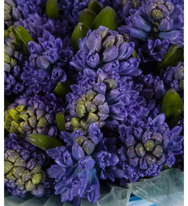 Bouquet-solo Blue hyacinths (15,25,51 or 75) – photo #3
