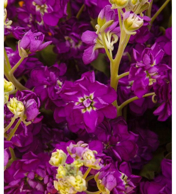 Bouquet-solo of purple matthiola (9,15,25,35,51 or 75) – photo #2