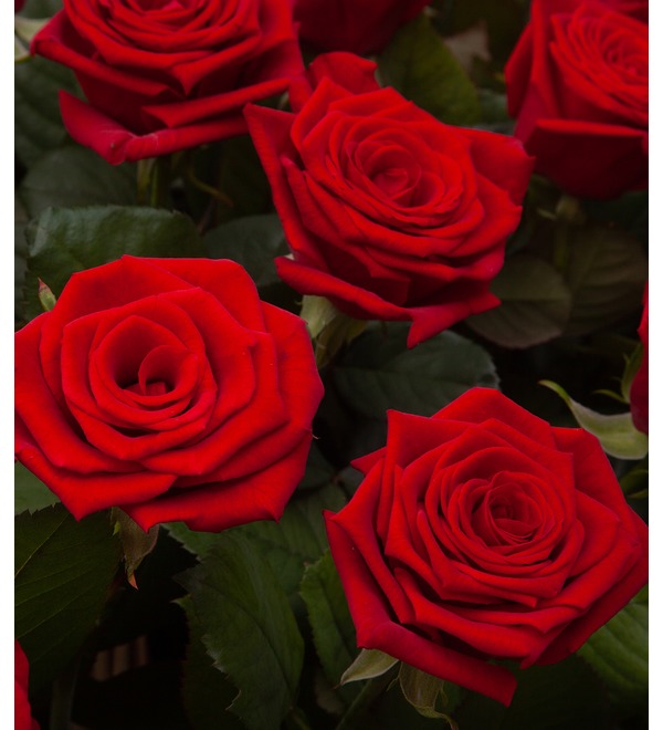 Композиция Пурпурный сонет (51, 101 или 201 роза) AR635 SCH – фото № 2
