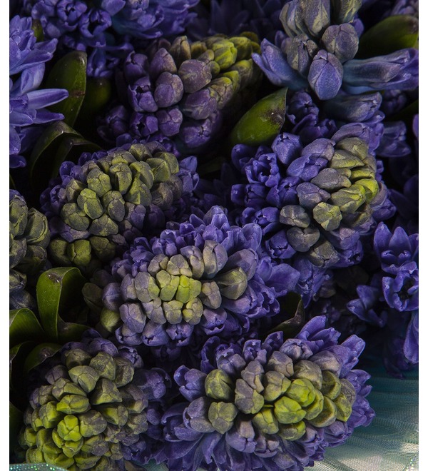 Bouquet-solo Blue hyacinths (15,25,51 or 75) – photo #2
