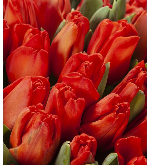 Букет-соло красных тюльпанов (25,35,51,75 или 101) – фото № 3