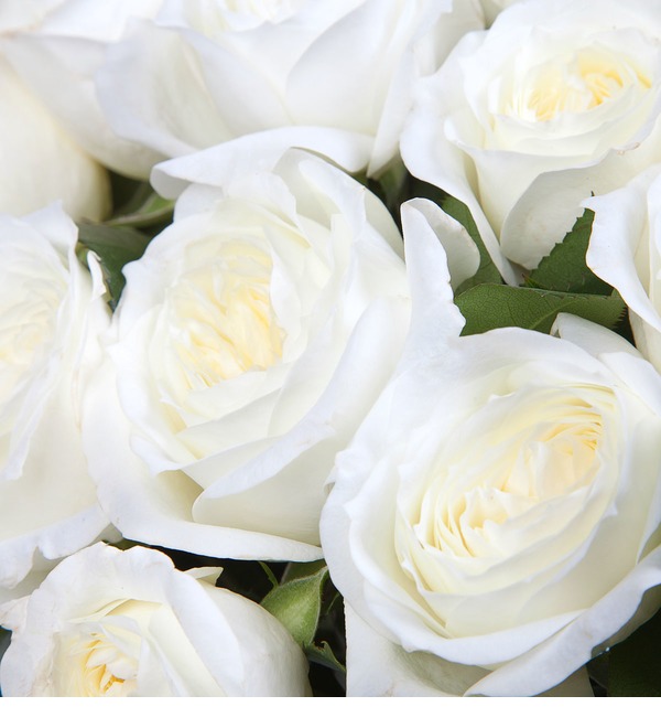 Bouquet-solo Alabaster (15,25,51 or 75) – photo #4
