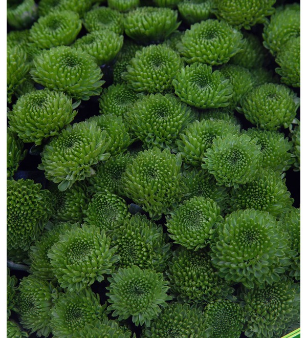 Букет-соло зелёных хризантем (15,25,35,51,75 или 101) – фото № 3