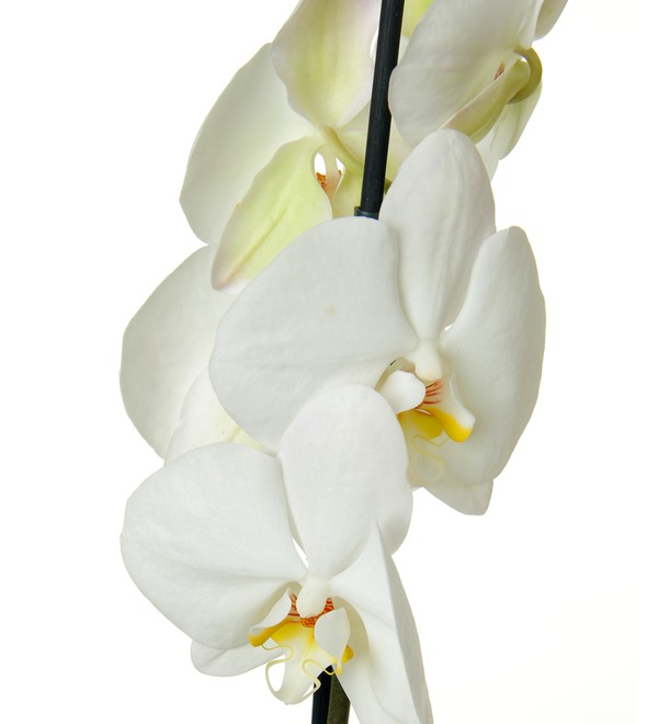 Орхидея Фаленопсис белый GOR149 ONH – фото № 3