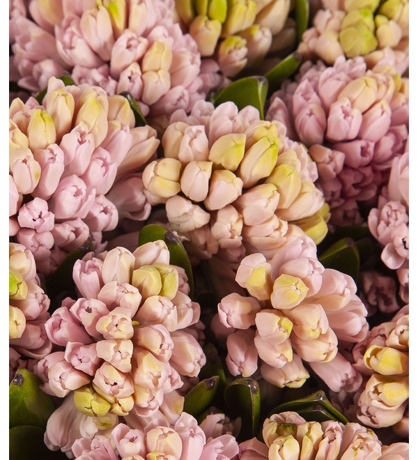Bouquet-solo Pink hyacinths (15,25,51 or 75) – photo #3