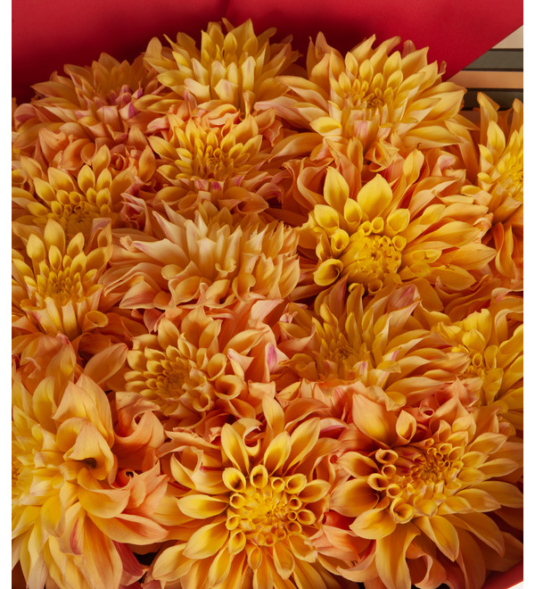 Bouquet-solo dahlia Therell (15,25 or 35) – photo #3