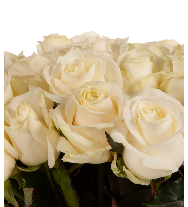 Bouquet-solo of white roses Chain of tenderness (51,75 or 101) – photo #3