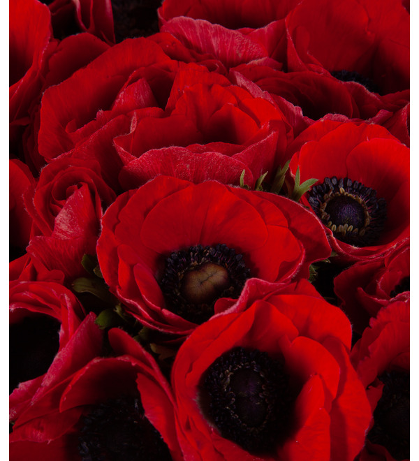 Bouquet-solo Red anemones (15,25,35,51,75 or 101) – photo #2