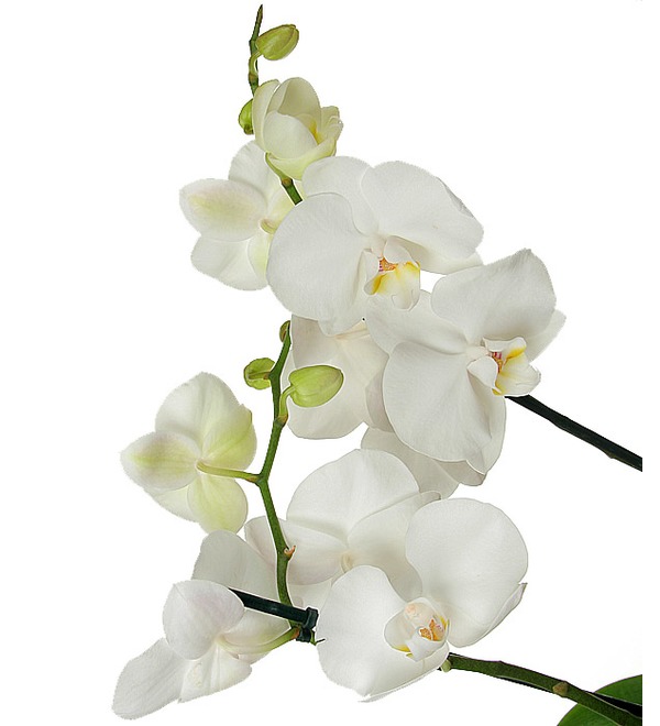 1 орхидея UK 17 BEL – фото № 3