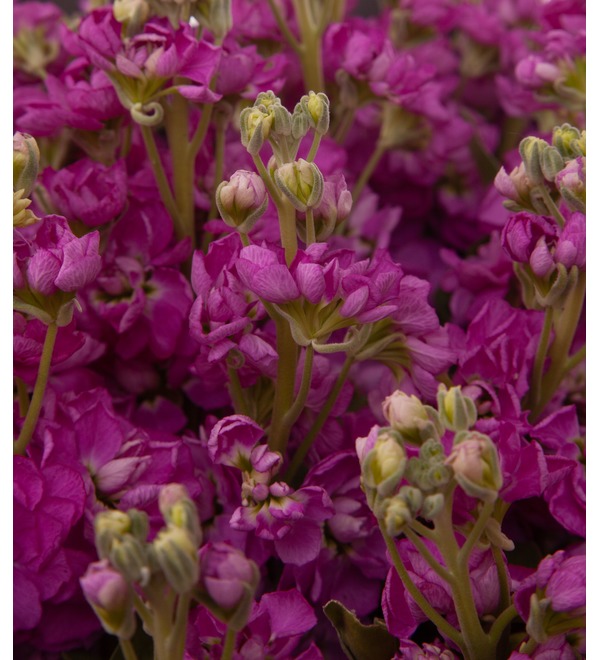 Bouquet-solo of cerise matthiola (9,15,25,35,51 or 75) – photo #2