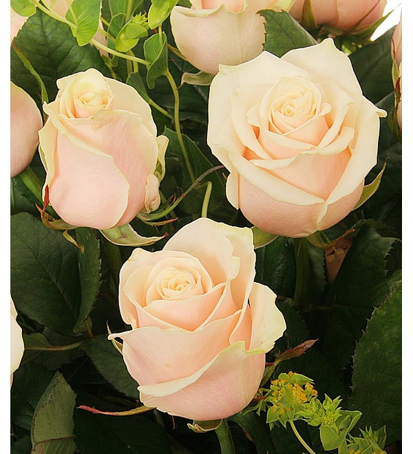 Композиция из 101 розы Изысканный комплимент MH55 CAS – фото № 5