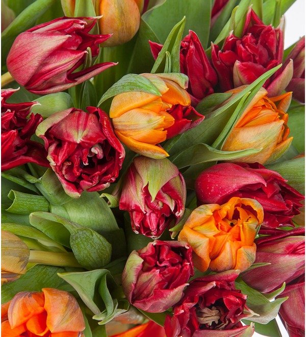 Bouquet of tulips Queen (25, 51 or 101) – photo #2