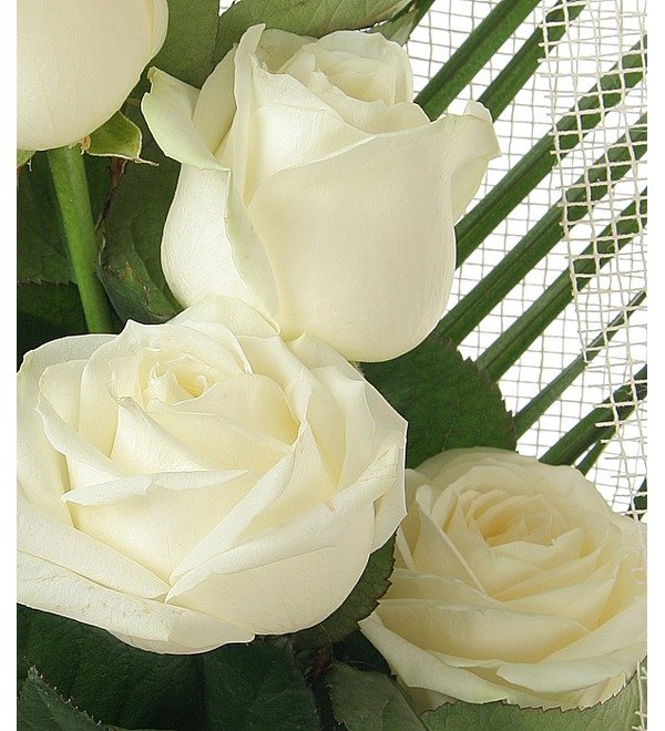 Букет из 5 белых роз Свежесть весны – фото № 5