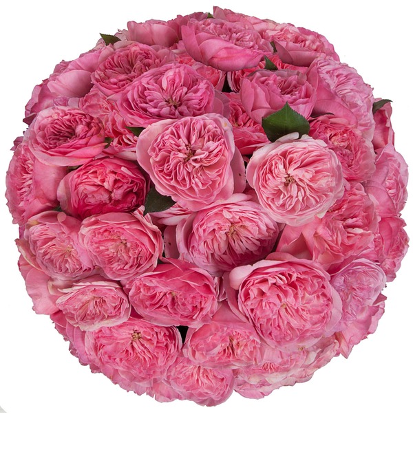 Букет-соло пионовидных роз Maria Theresia (15,25,35,51,75 или 101) – фото № 5
