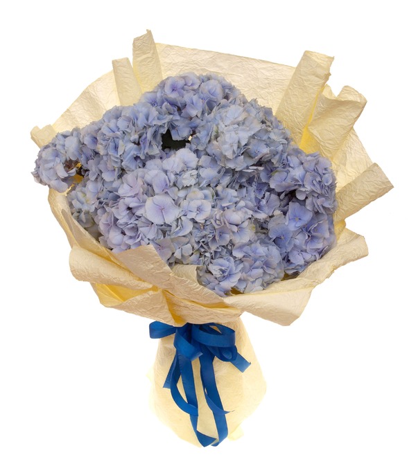 Bouquet-solo of blue hydrangeas (5,7,9,15,21 or 25) – photo #5