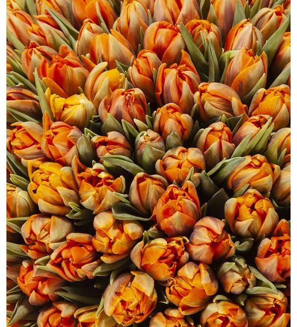 Bouquet-solo Tulips Orange Princess (25,51,75 or 101) – photo #2