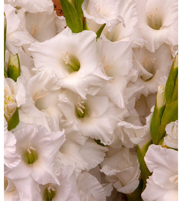 Букет-соло белых гладиолусов (5,7,9,15,25 или 35) – фото № 3