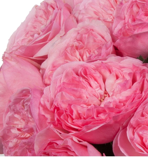 Букет-соло пионовидных роз Maria Theresia (15,25,35,51,75 или 101) – фото № 4