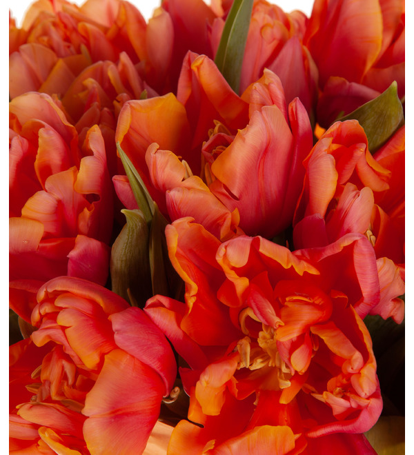 Bouquet-solo peony tulips Pissarro (15,25,35,51,75 or 101) – photo #3