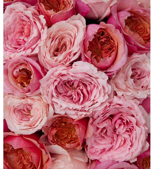 Букет-дуэт японских роз Концерт под Луной (15,25,35,51,75 или 101) – фото № 2
