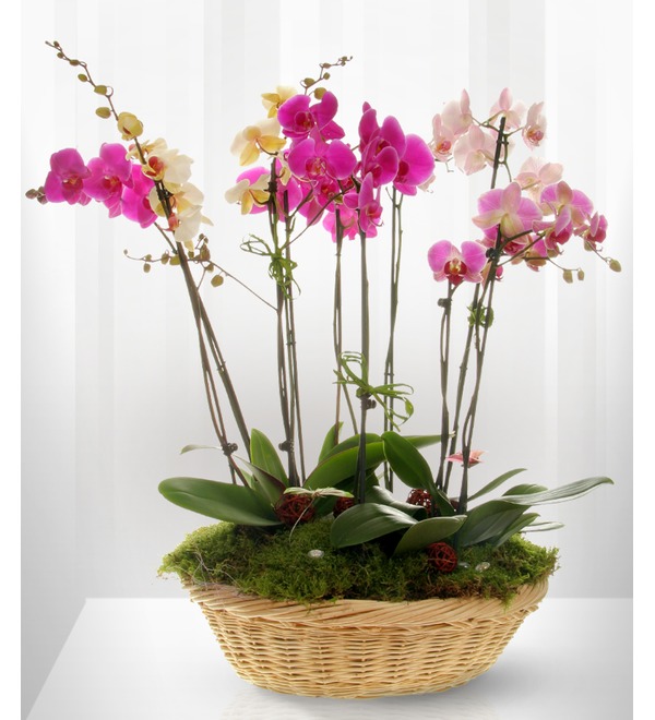 Композиция из горшечных цветов Орхидеи Фаленопсис GOR1712 SAN – фото № 1