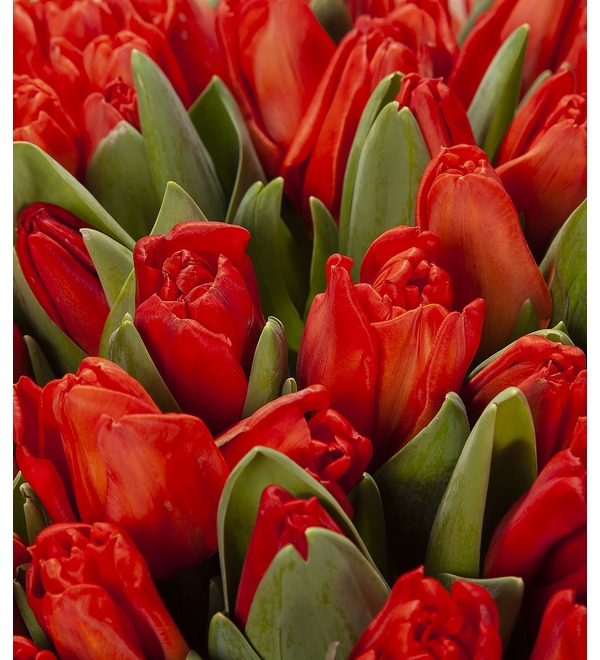 Букет-соло красных тюльпанов (25,35,51,75 или 101) – фото № 2