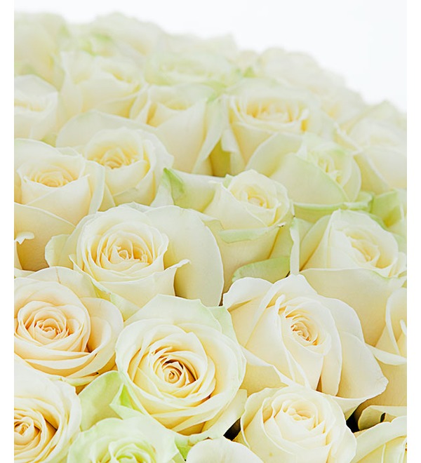 Bouquet of 101 White Roses White Sun BR202 SAN – photo #3
