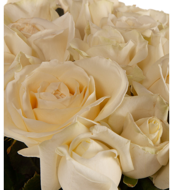 Bouquet-solo of white roses Chain of tenderness (51,75 or 101) – photo #2