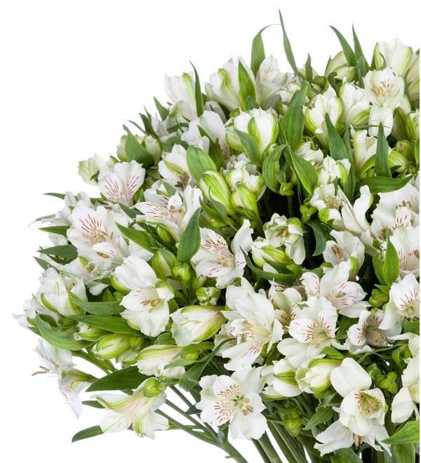 Bouquet-solo White Alstroemeria (25,51 or 101) MN207 GER – photo #4