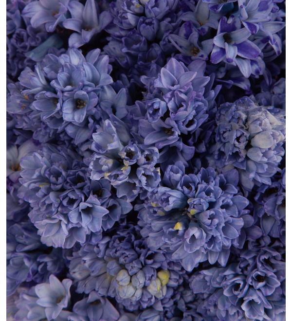 Bouquet-solo blue hyacinths (15,25,35,51,75 or 101) – photo #2