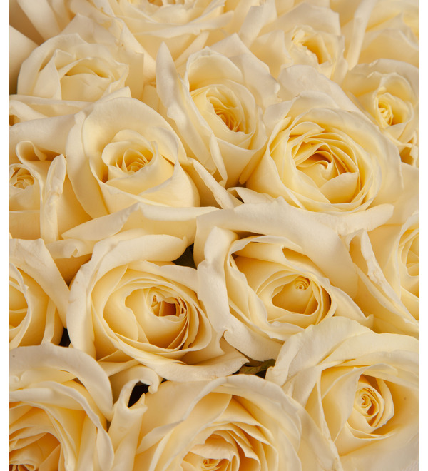 Bouquet-solo of white roses (51,75,101,151 or 201) – photo #2