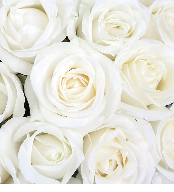 Букет из белых роз (9,15,25,35,51,75 или 101) – фото № 4