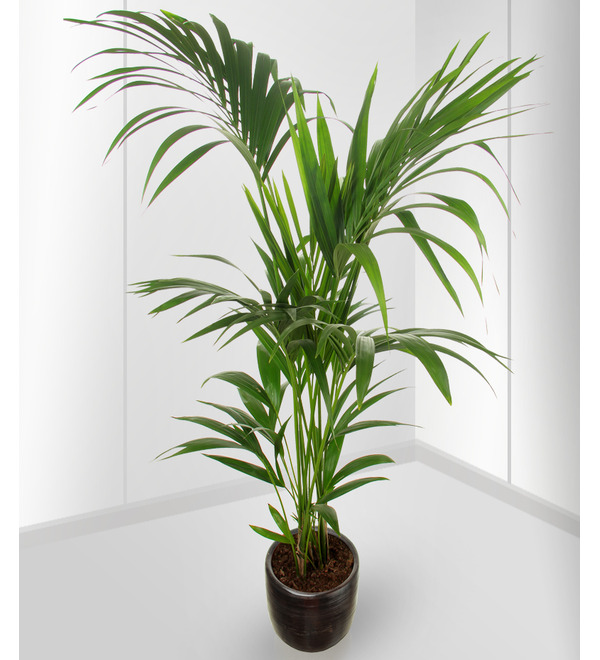 Howea Forsteriana – photo #1
