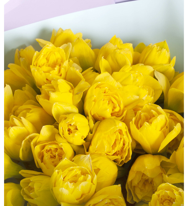 Букет-соло нарциссов (35,51,75, 101 или 151) – фото № 2