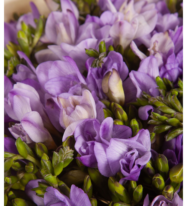 Bouquet-solo of lilac freesias (25,35,51,75 or 101) – photo #3