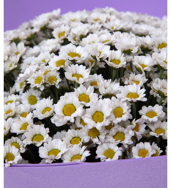 Bouquet-solo of white Santini chrysanthemums (15,25,35,51,75 or 101) – photo #3