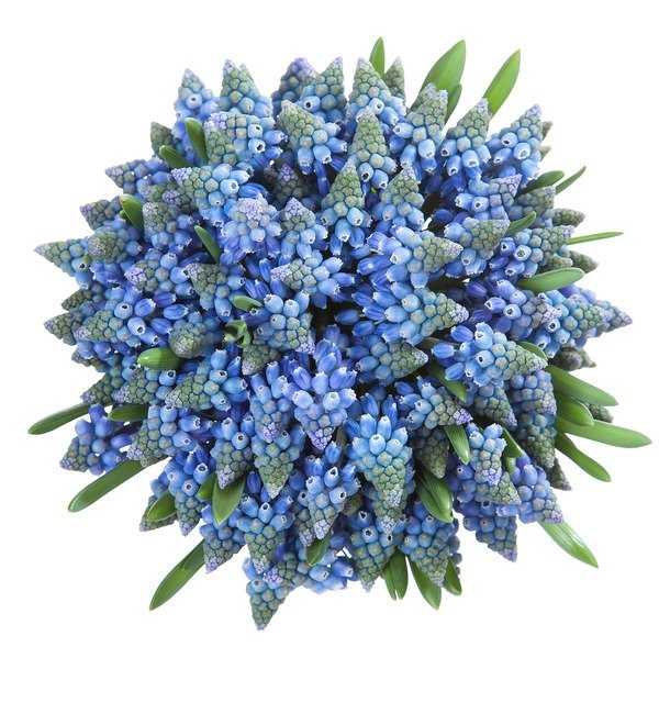 Bouquet of Muscari Spring Meadow – photo #5