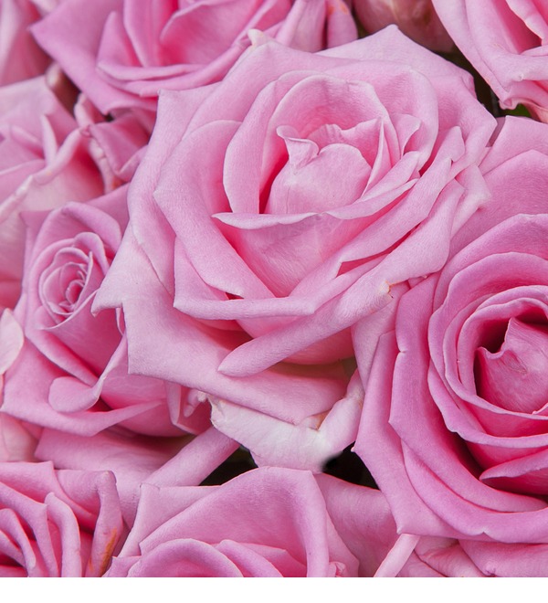 Букет роз Мечта (25, 51 или 75) MN102 SAN – фото № 4