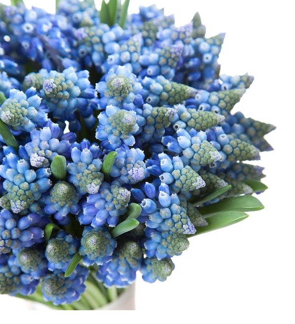 Bouquet of Muscari Spring Meadow – photo #3