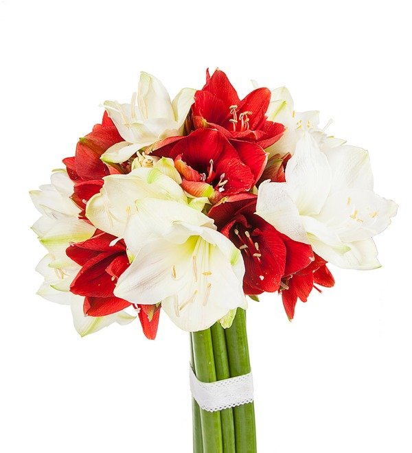 Bouquet of multi-colored amaryllis (5, 7 or 9) – photo #4