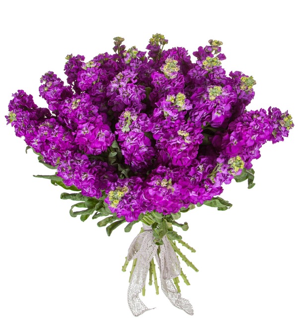 Букет фиолетовой маттиолы (15, 25 или 51) SPBMN264 SAN – фото № 4
