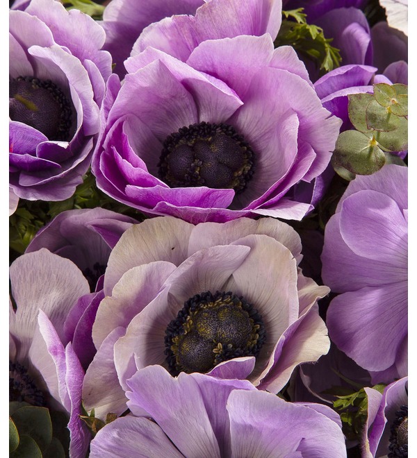 Bouquet-solo Anemones (15,25,51 or 75) – photo #2