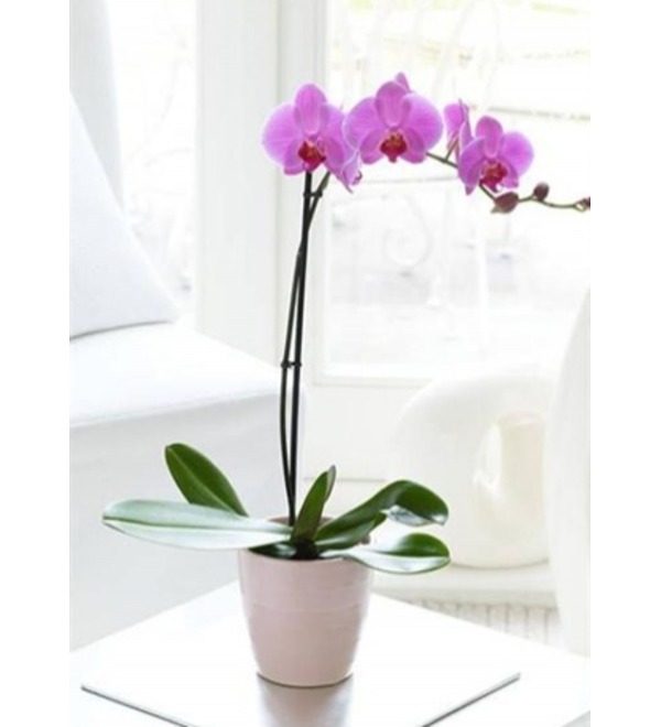 Орхидея (фаленопсис) в кашпо. Orc2 LE- – фото № 1