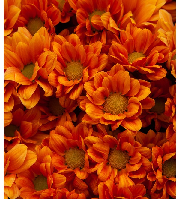 Букет-соло оранжевых хризантем (15,25,51,75 или 101) – фото № 2