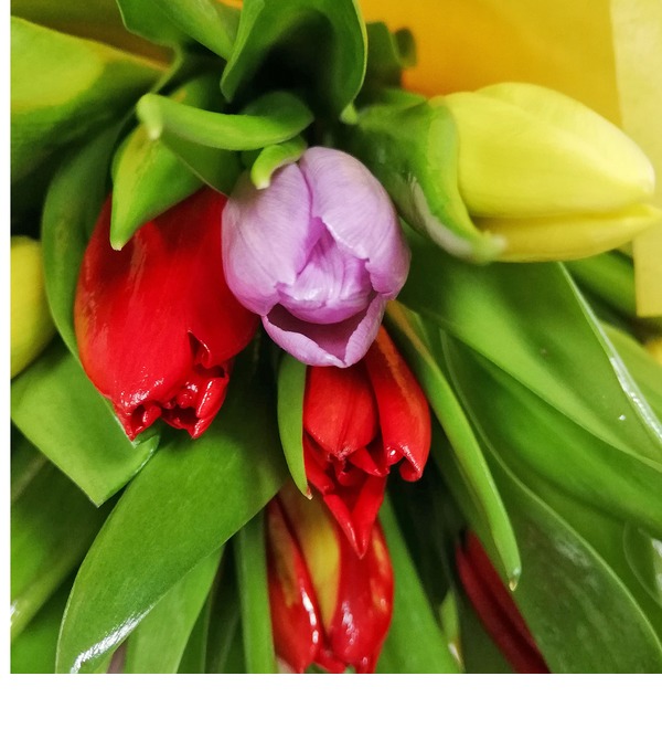 Букет микс из 25 тюльпанов SPBMAR1 SAN – фото № 5