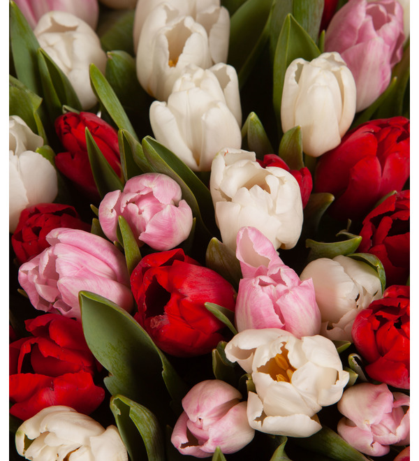 Composition of 201 tulips Recognition – photo #3