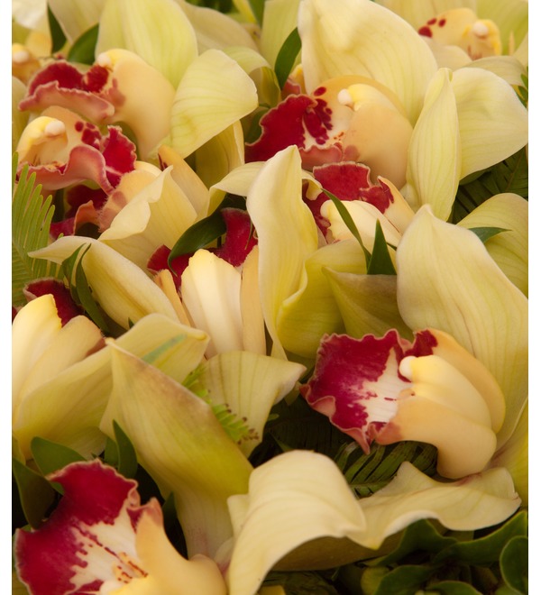 Букет-соло зелёных орхидей (15,25,35,51,75 или 101) – фото № 4